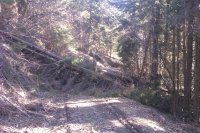 Odpratávanie dreva po veternej kalamite v urbariáte Vojkovce na sprejazdnenie lesných zvážnic